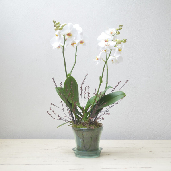 Orchid plants & Planted arrangements