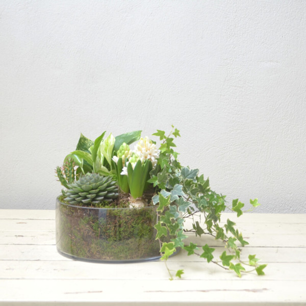 Orchid plants & Planted arrangements - Image 2