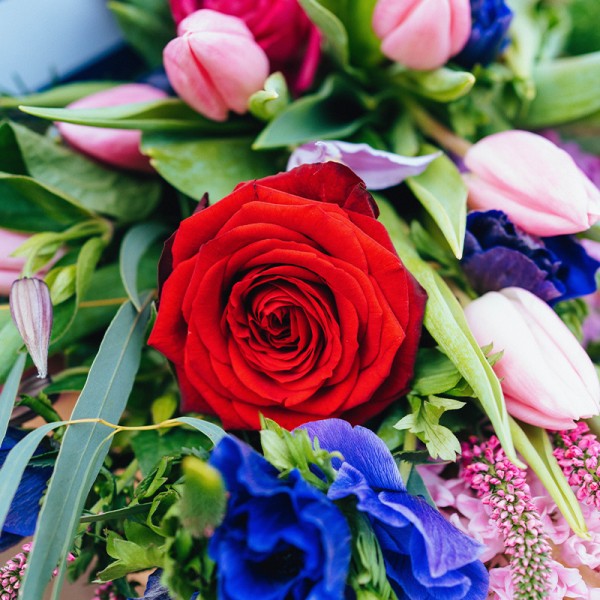 Valentine's Blooms in a Box (inc. 1 Red Rose) - Image 2